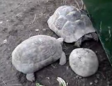 Hothead In A Half Shell